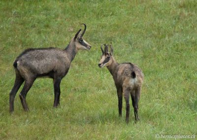 Chamois