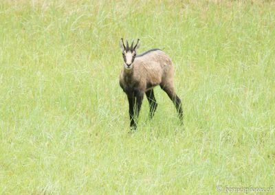 Chamois dans la clairière