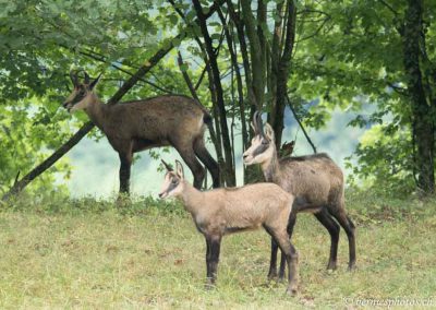 Chamois au bord de la falaise