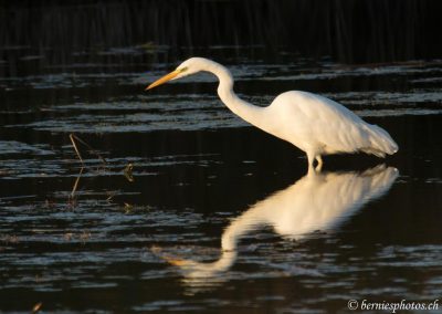 Grande aigrette à la pêche