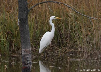 Grande aigrette