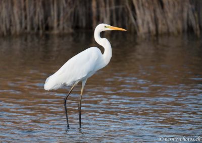 Grande aigrette