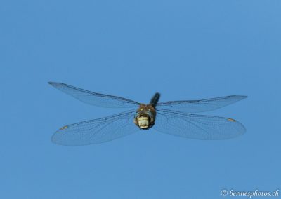 Aeschne saisie dans son vol