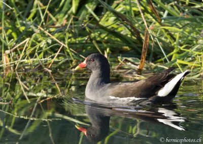 Gallinule poule-d'eau