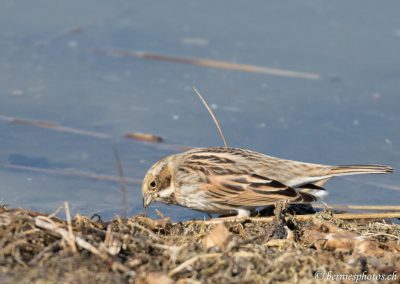 Bruant des roseaux en quête de nourriture