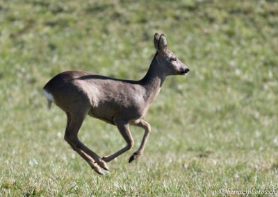 Chevreuil en pleine course