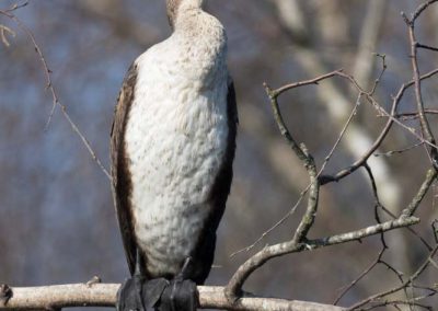 Grand cormoran perché sur l'étang