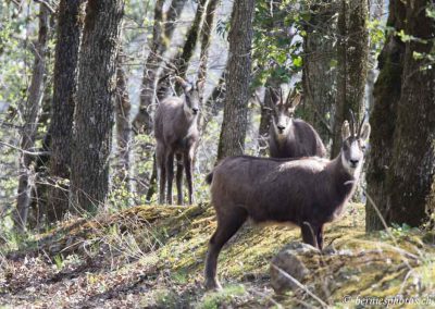 Famille curieuse plus qu'inquiète