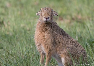 Lièvre aux oreilles rabattues