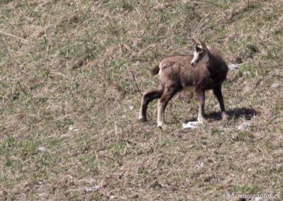 Jeune chamois