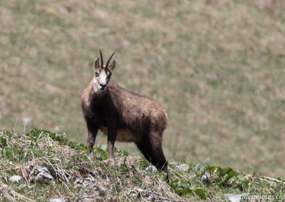 Chamois