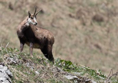 Chamois