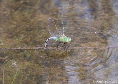 Anax empereur