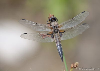 Libellule à quatre taches