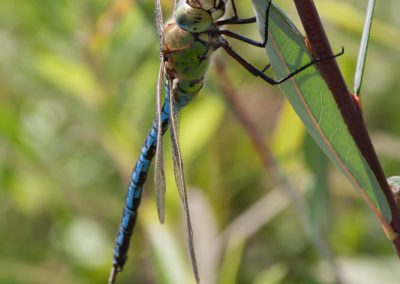 Anax empereur