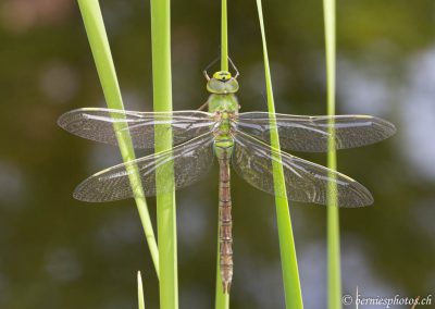 Anax empereur juste avant son premier envol