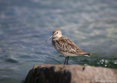 Bécasseau variable