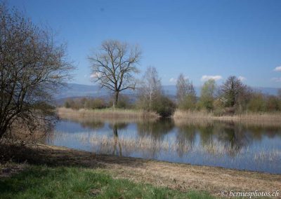 Marais d'Anet et son magnifique chêne