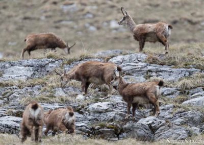 Groupe de chamois