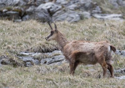 Chamois