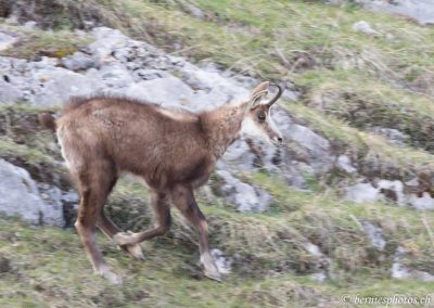 Chamois