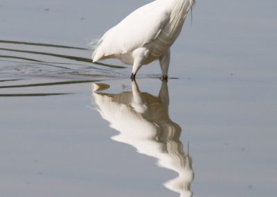 Aigrette garzette