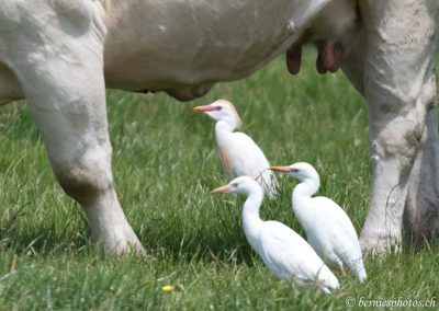 Hérons garde-boeufs sous une charolaise