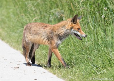 Retour à la chasse