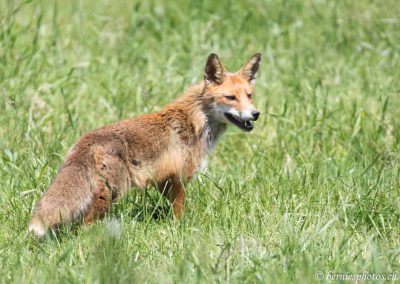 Renard à la chasse