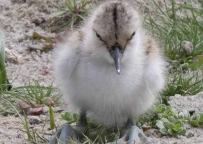 Poussin d'avocette