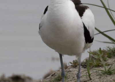 Avocette élégante