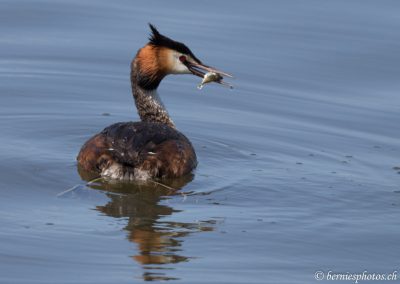 Grèbe huppée à la pêche