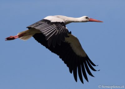 Cigogne blanche