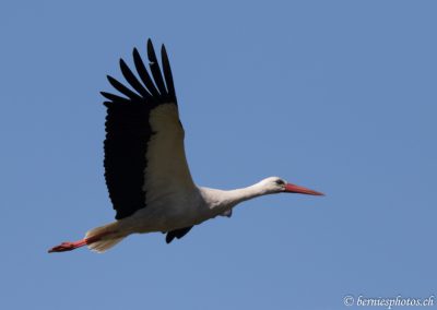 Cigogne blanche