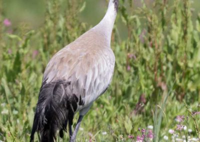 Grue cendrée