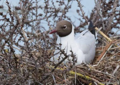 Mouette rieuse au nid