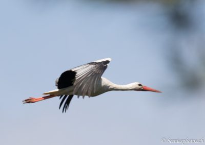 Cigogne blanche en vol