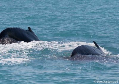 Baleines à bosse en début de plongée