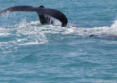 Queue de baleine à bosse côté dorsal