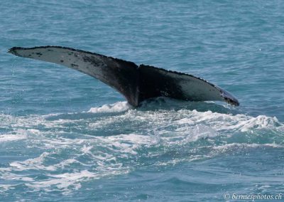 Queue de baleine à bosse côté ventral