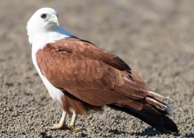 Aigle pêcheur sur le sable