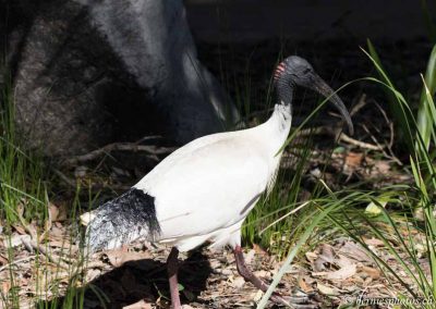 Ibis à cou noir