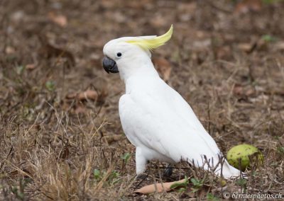 Cacatoès à huppe jaune