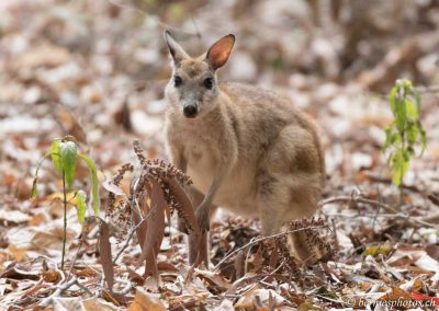 Wallaby