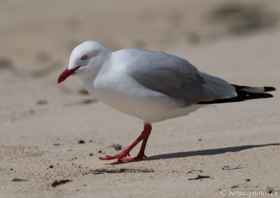 Du rouge à lèvres? Vous plaisentez j'espère.