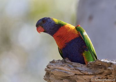 Plus coloré que moi? N'y pense même pas!