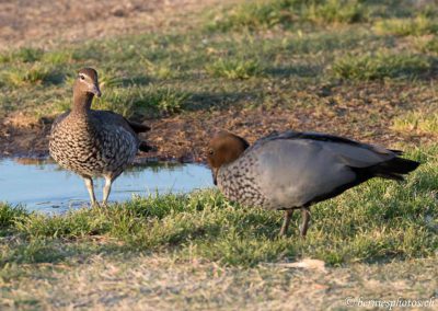 Couple de canards à sourcils