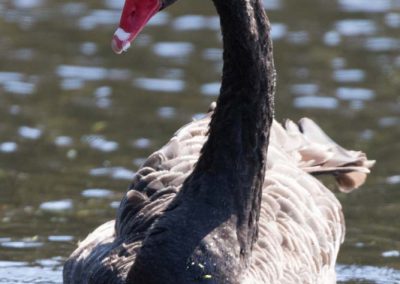 Cygne noir