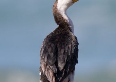 Cormoran pie