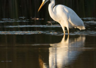 Grande aigrette à la tombée du jour